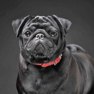 Meet your Posher, Sang